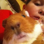 Never look a guinea in the eye...without first stocking up on veggies and hay...