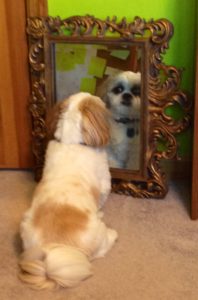 Scruff looking in mirror
