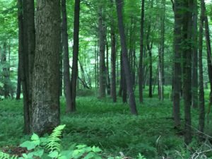 bicycle, woods, Destiny Calling